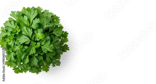 Top view of fresh coriander...