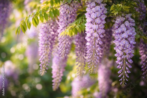 Blooming wisteria flowers w...