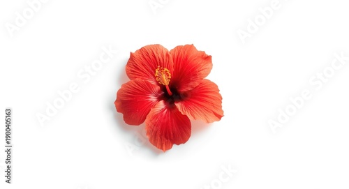 Isolated red hibiscus flora...