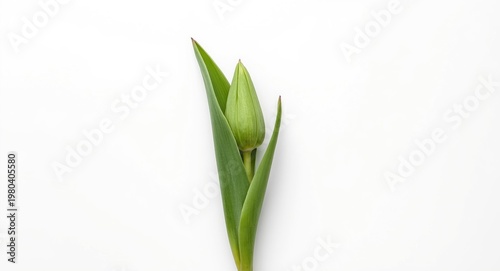 Single green tulip leaf dis...
