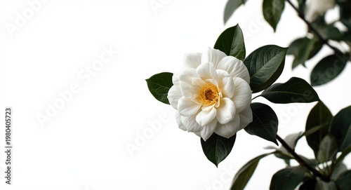 White smooth background cap...