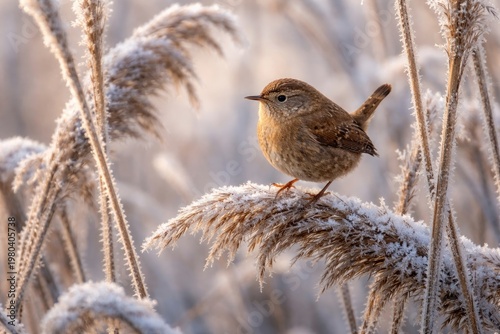Tiny brown wren perched in ...