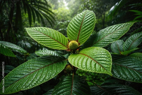 Close up of Kratom plant le...
