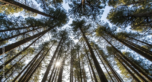 Tall pine trees as seen fro...