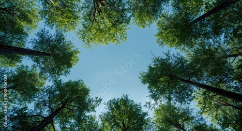 Green trees seen upward tow...