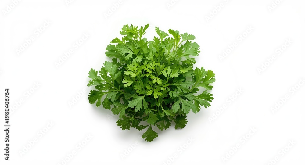 Obraz premium Vibrant coriander herbs fresh and long resting on white background