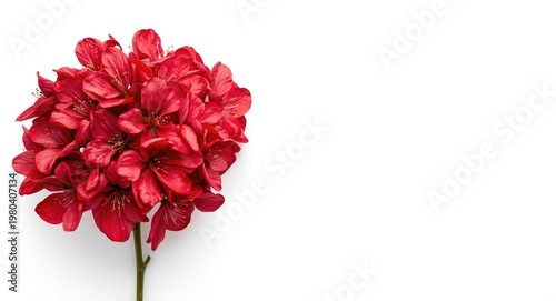 Lush red blossom bunch plac...
