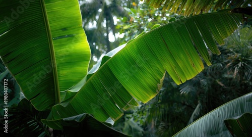 Nature themed image with ba...