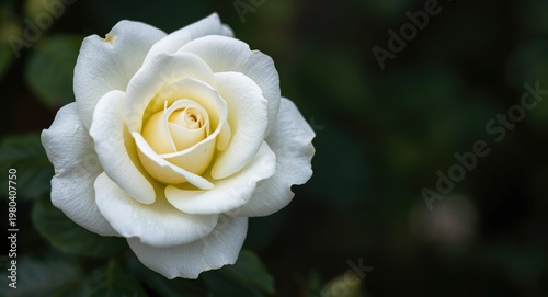 Lush white hybrid rose blos...