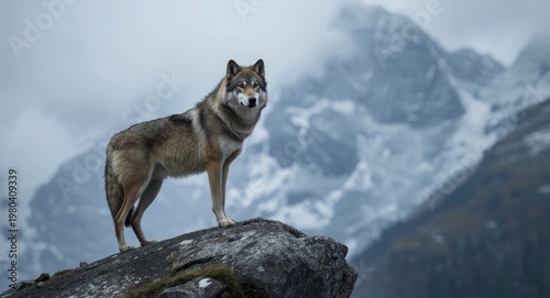 valiant wolf standing majes...
