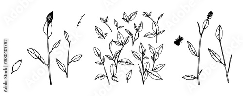 Natural pattern set with flowing organic shapes and repeating texture featuring botanical, leaf, floral motifs with colors and symmetry