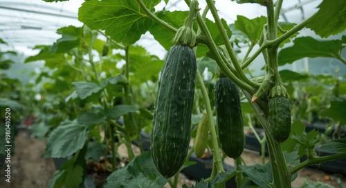 Vibrant cucumber plants dev...