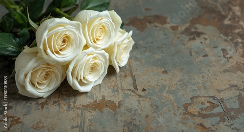 Close up shot of white rose...
