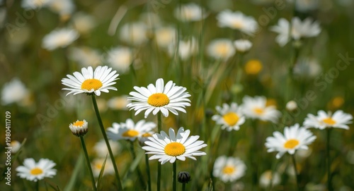 Vibrant daisies blooming in...