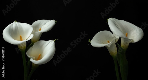 White calla lily blossoms a...