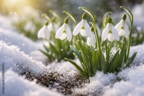 Fresh early spring snowdrop...