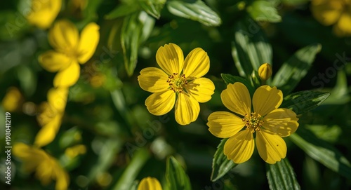Sunny yellow Ficaria verna ...