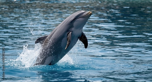 Exuberant bottlenose dolphi...