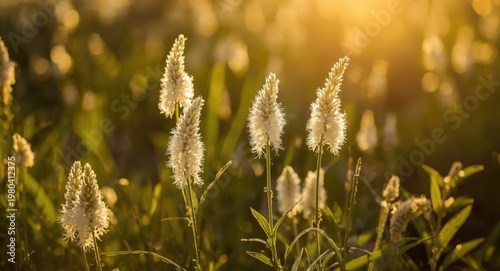 White flower heads basking ...