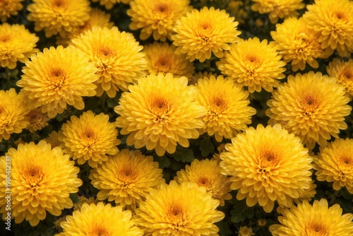 Bright yellow chrysanthemum...