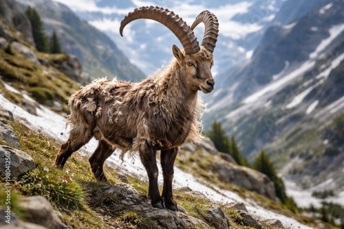 Alpine ibex shedding and gr...