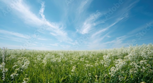 Sweeping white flower lands...