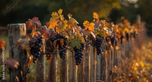 Seasonal fence with wild gr...