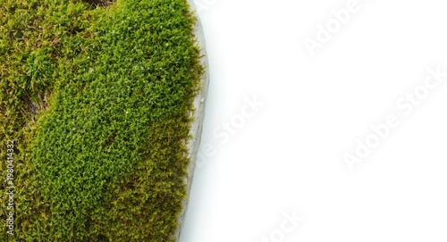 Natural green moss on a whi...