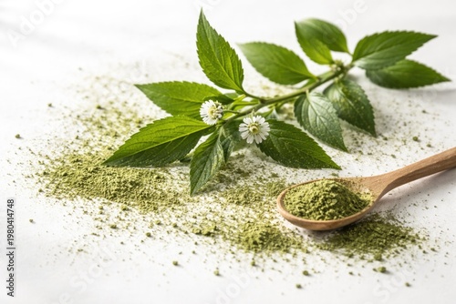 Green Leafy Branch with Fal...