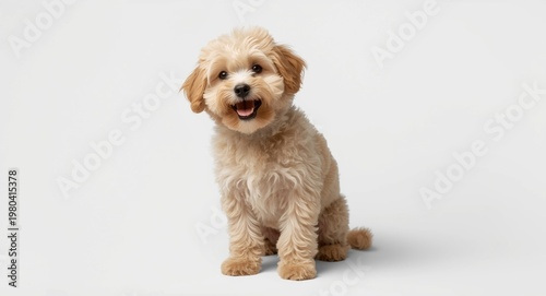 Young Maltipoo dog captured in a cheerful solo pose on white background