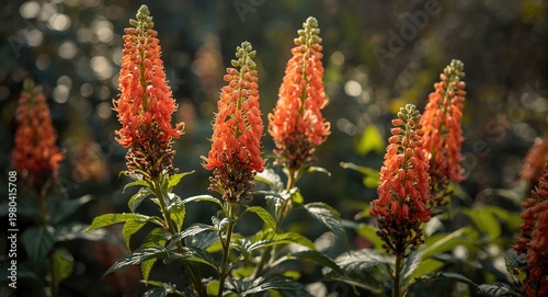 Vibrant spike witch hazel C...