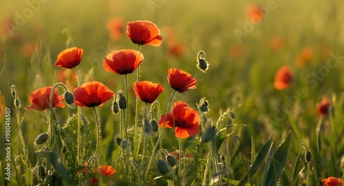 Vivid red poppies blooming ...