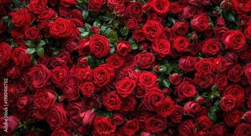 Fresh red rose bush covered...