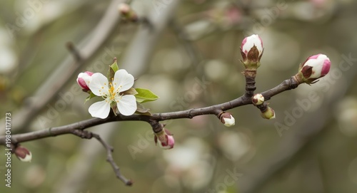 Springtime chestnut tree bu...