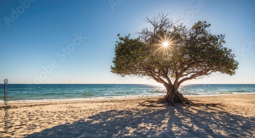 Sunlit beach scene with a k...