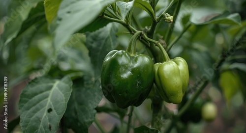 Techniques in Bell Pepper F...