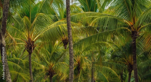 Tropical beach palms with f...
