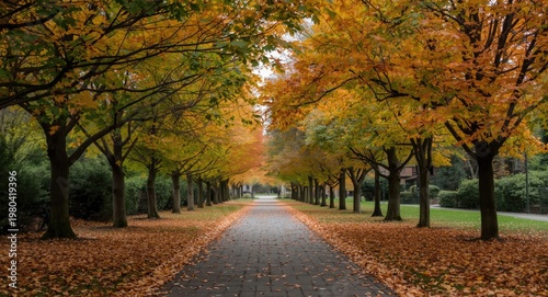 Leaf covered walkway under ...