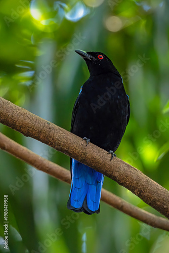 Beautiful Asian Fairy-bluebird perching on a branch with blurred green background.
