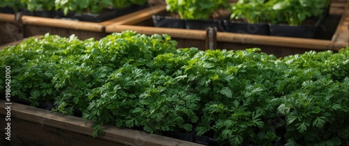 Healthy parsley and green l...