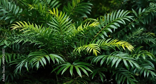 Tropical shrub with forked ...