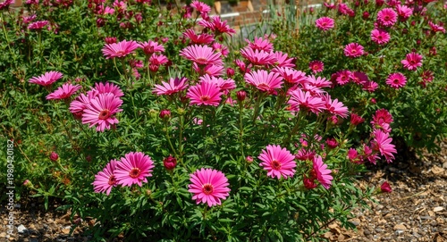 Vibrant pink flowers bloomi...
