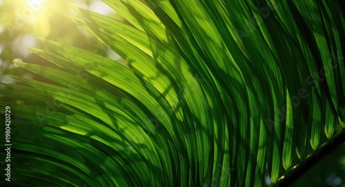 Tropical leaf layering enha...