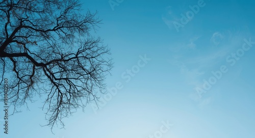 Tree branch silhouette agai...