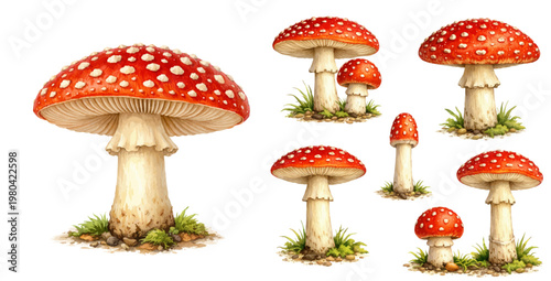 A realistic watercolor collection of fly agaric mushrooms in different sizes and arrangements, featuring red spotted toadstools with white stems, detailed gills, and natural woodland ground accents.