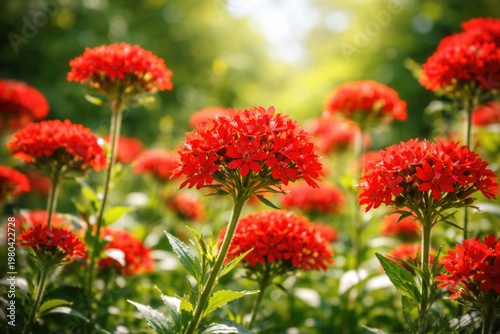 Vibrant red Lychnis blossoms blooming in a sunny garden
