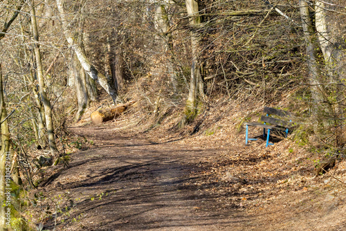 Ein Waldweg im Frühling mit einer Bank im lichten Wald