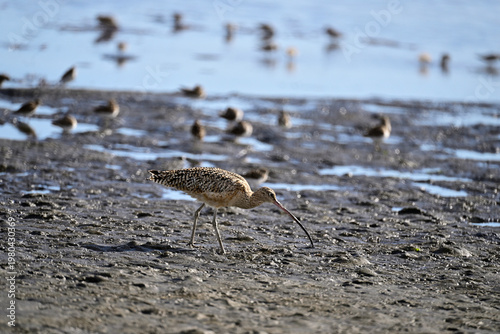 Long-billed curlew and lesser sandpipers are forging on  Moss Landing bay.