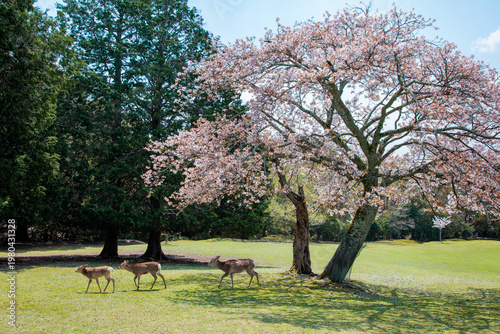 飛火野の山桜と鹿