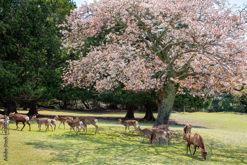 飛火野の山桜と鹿